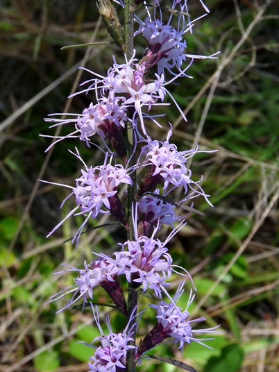 {Liatris virgata}